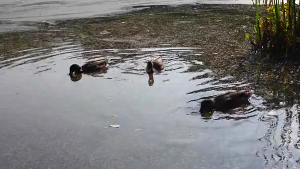 Los patos salvajes nadan en la orilla del estanque y comen comida. Estanque pantanoso con hierba de pato. — Vídeo de stock