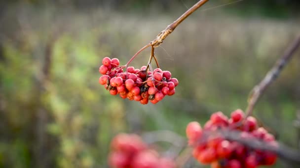 Bayas rojas de serbal maduras en otoño. La rama se balancea en el viento. Video con una cámara estática. — Vídeos de Stock