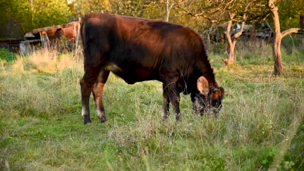 Jonge stieren grazen in een weiland. Vroege herfst. Statische videocamera. — Stockvideo