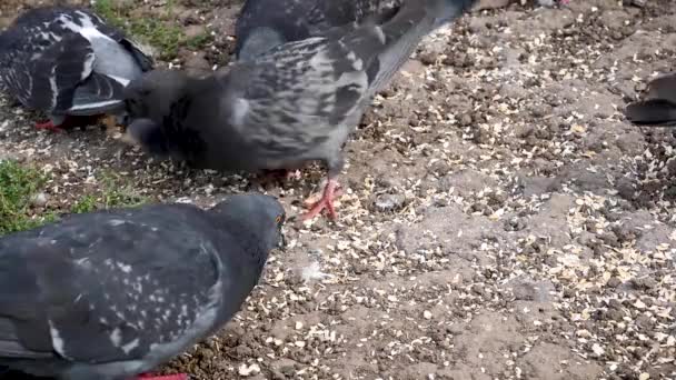 Blauwe duiven eten granen op stenige grond. Video. — Stockvideo