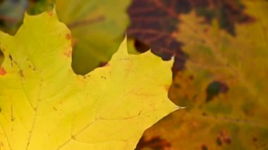 Sarı akçaağaç yaprağı rüzgarda savruluyor. Rüzgarda yavaş hareket eden statik kamera. Sonbahar arkaplanı.