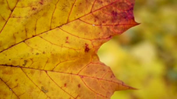 Foglia d'acero arancione nel vento. Movimento lento nel vento videocamera statica. Sfondo autunno. — Video Stock