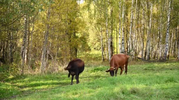 Une vache et un veau paissent dans une prairie verte. Caméra vidéo statique. — Video