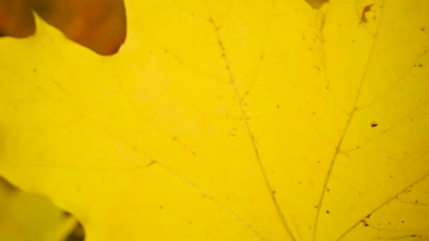 Sarı akçaağaç yaprağı rüzgarda savruluyor. Rüzgarda yavaş hareket eden statik kamera. Sonbahar arkaplanı. — Stok video