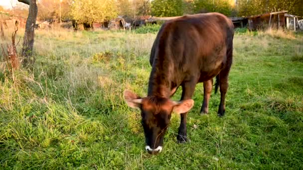 Mladý býk se pásne na louce. Brzy na podzim. Statická videokamera. — Stock video