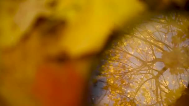 Αφηρημένο φόντο πτώση με την αντανάκλαση των κλαδιών των δέντρων, κίτρινα φύλλα και τον ουρανό στο γυαλί, εξετάζει το φθινόπωρο. Βίντεο — Αρχείο Βίντεο