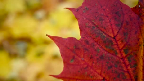 Feuille d'érable rouge dans le vent. Mouvement lent dans la caméra statique vidéo du vent. Fond d'automne. — Video