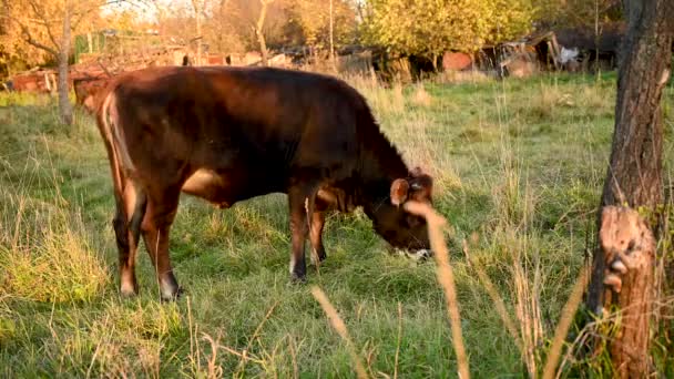 Молодой бык пасется в сельской местности яблони. Ранняя осень. Статическая видеокамера. — стоковое видео