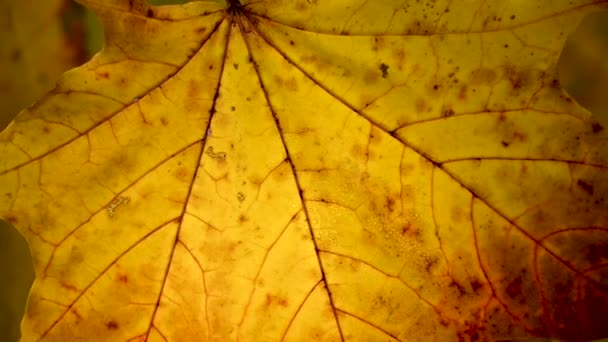 Foglia d'acero arancione nel vento. Movimento lento nel vento videocamera statica. Sfondo autunno. — Video Stock