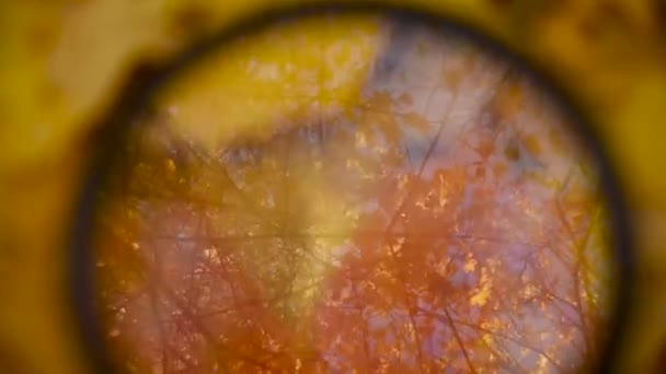 Abstrakcyjne tło upadku z odbiciem gałęzi drzewa, żółte liście i niebo w szkle, uważa jesień. Filmik — Wideo stockowe