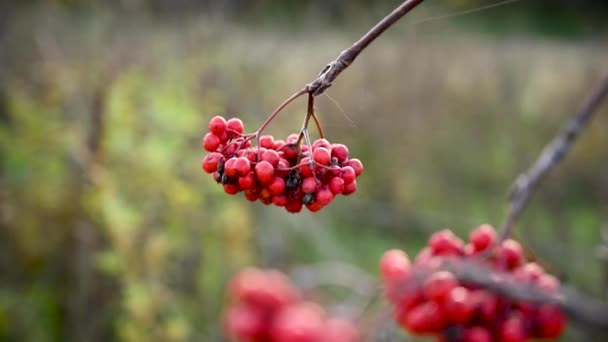 Red ripe rowan berries in autumn. The branch swings in the wind. Video with a static camera. — Stock Video