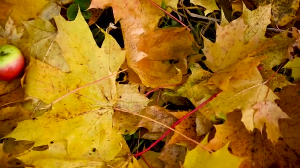 Rode appel en wekker op kleurrijke esdoorn bladeren op de grond. Herfst concept panorama motion camera video. — Stockvideo