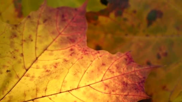 Feuille d'érable orange dans le vent. Mouvement lent dans la caméra statique vidéo du vent. Fond d'automne. — Video