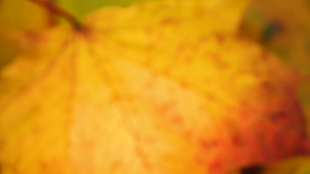 Oranžový javorový list ve větru. Pomalý pohyb statické kamery na videu. Podzimní pozadí. — Stock video