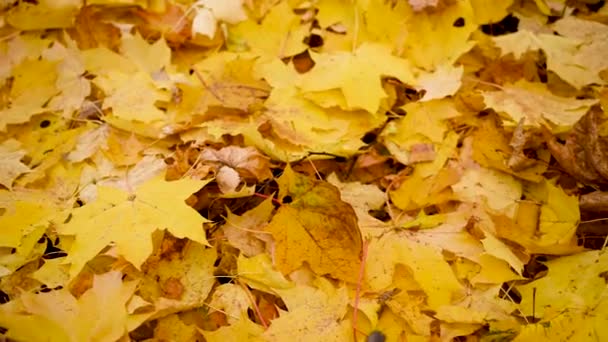 Achtergrond gele esdoorn bladeren in de herfst. Video panorama camerabeweging. — Stockvideo