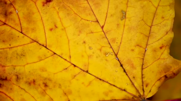 Hoja de arce naranja en el viento. Movimiento lento en la cámara estática de vídeo de viento. Fondo de otoño. — Vídeos de Stock