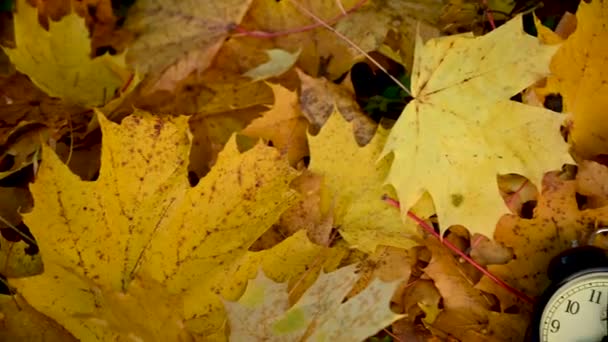 Roter Apfel und Wecker auf bunten Ahornblättern am Boden. Herbstzeit Konzept panorama Motion Camera Video. — Stockvideo