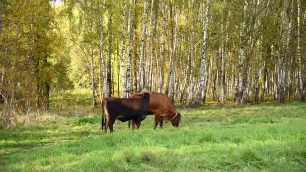 Una mucca e un vitello pascolano in un prato verde. Videocamera statica. — Video Stock