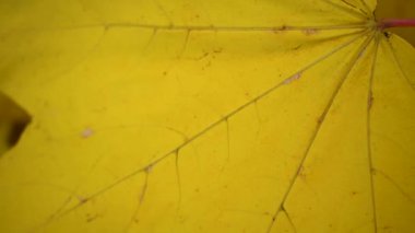 Sarı akçaağaç yaprağı rüzgarda savruluyor. Rüzgarda yavaş hareket eden statik kamera. Sonbahar arkaplanı.