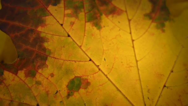 風にオレンジのカエデの葉。風のビデオ静的カメラで遅い動き。秋の背景. — ストック動画