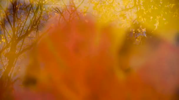 Abstrato cair fundo com o reflexo de galhos de árvores, folhas amarelas e céu no vidro, considera outono. Vídeo — Vídeo de Stock