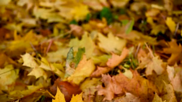 Μήλα στο καλάθι και ξυπνητήρι σε πολύχρωμα φύλλα σφενδάμου στο έδαφος. Φθινόπωρο χρονικό concept panorama βίντεο κάμερα κίνησης. — Αρχείο Βίντεο