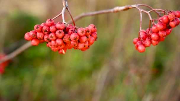 秋天,红色成熟的山莓.树枝在风中摇曳.使用静态相机的视频. — 图库视频影像