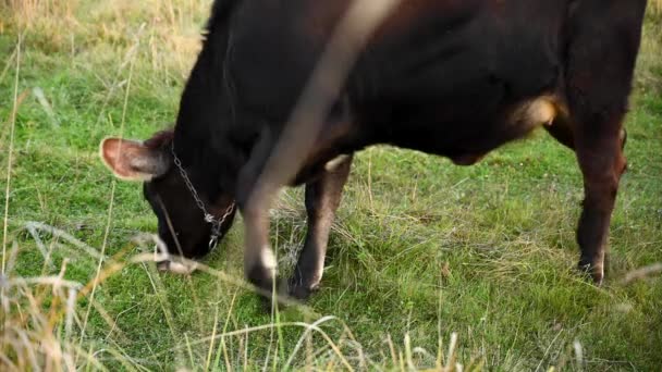 Un jeune taureau broute dans une prairie. Au début de l'automne. Caméra vidéo statique. — Video