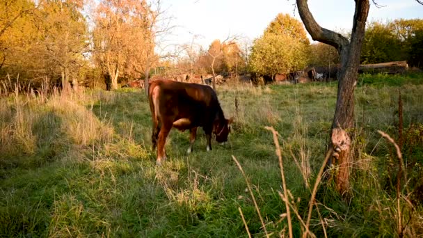 Jungbulle grast in Apfelbäumen Gartenlandschaft. Frühherbst. Statische Videokamera. — Stockvideo