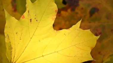 Sarı akçaağaç yaprağı rüzgarda savruluyor. Rüzgarda yavaş hareket eden statik kamera. Sonbahar arkaplanı.