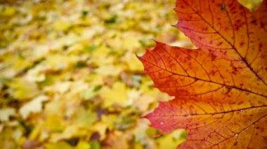 Rüzgarda kırmızı akçaağaç yaprağı. Rüzgarda yavaş hareket eden statik kamera. Sonbahar arkaplanı.