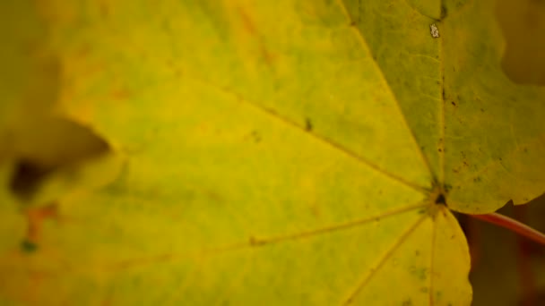 風に黄色のカエデの葉。風のビデオ静的カメラで遅い動き。秋の背景. — ストック動画