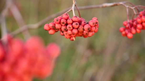 Bayas rojas de serbal maduras en otoño. La rama se balancea en el viento. Video con una cámara estática. — Vídeo de stock