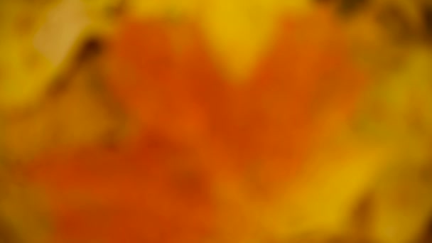 Абстрактний осінній фон з відображенням гілок дерева, жовтого листя і неба в склі, розглядає осінь. Відео — стокове відео