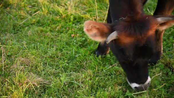 Mladý býk se pásne na louce. Brzy na podzim. Statická videokamera. — Stock video