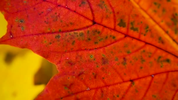 Hoja de arce amarillo en el viento. Movimiento lento en la cámara estática de vídeo de viento. Fondo de otoño. — Vídeo de stock