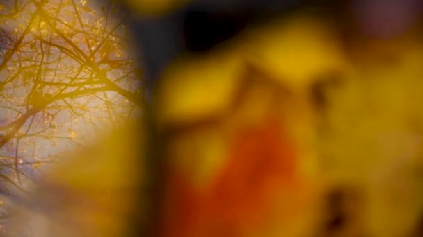 Abstrakter Fallhintergrund mit der Reflexion von Ästen, gelben Blättern und dem Himmel im Glas, betrachtet den Herbst. Video — Stockvideo