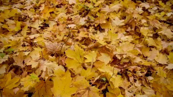 Jesienny żółty suche liście panorama. Naturalne tło — Wideo stockowe