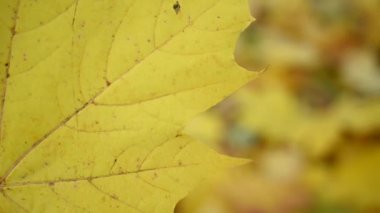 Sarı akçaağaç yaprağı rüzgarda savruluyor. Rüzgarda yavaş hareket eden statik kamera. Sonbahar arkaplanı.
