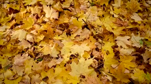 Autunno giallo foglie secche panorama. Sfondo naturale — Video Stock