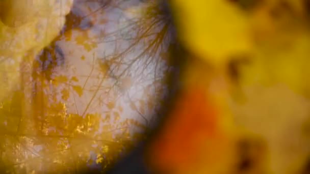 Ağaçların dallarının, camdaki sarı yaprakların ve gökyüzünün yansımasına sahip soyut sonbahar arkaplanı sonbaharı göz önünde bulundurur. Video — Stok video