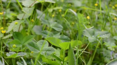 Yazın sulu çayır çimenleri ve çiçekler. Genç yonca yaprakları. Durağan kamera, rüzgarda hareket.