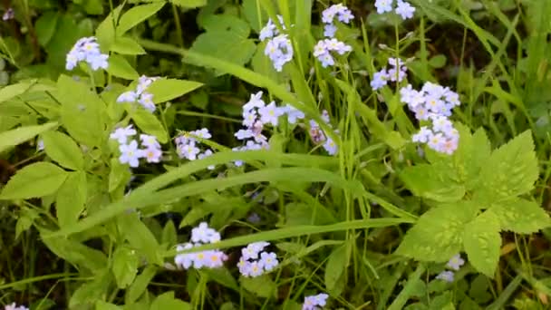 Glömma-mig-inte blommor i fältet, statisk kamera, vindrörelse. — Stockvideo