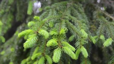 Genç yeşil köknar dalı hafif rüzgar esintisinde hareket ediyor. Tam HD görüntüler