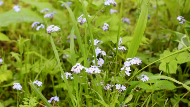 Vergeet-me-niet bloemen in het veld, statische camera, windbeweging. — Stockvideo