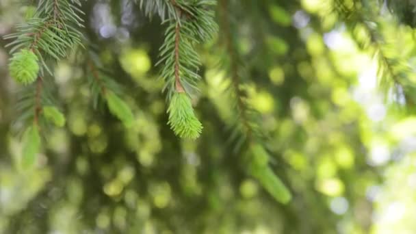 Jonge groene dennenboom tak bewegen in de lichte wind wind. FullHD-beelden — Stockvideo