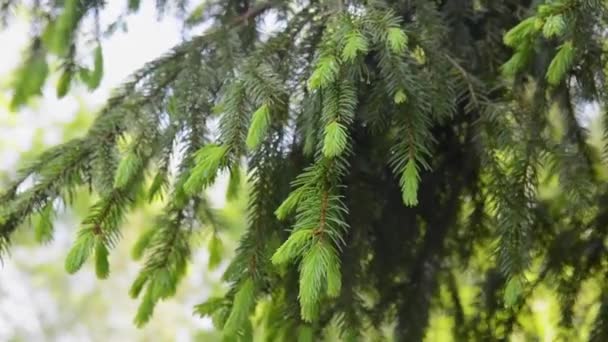 Jovem ramo de abeto verde movendo-se na brisa do vento leve. Imagens FullHD — Vídeo de Stock