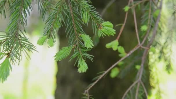 Jonge groene dennenboom tak bewegen in de lichte wind wind. FullHD-beelden — Stockvideo