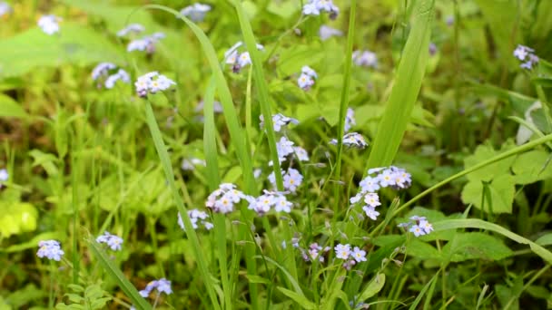 Glömma-mig-inte blommor i fältet, statisk kamera, vindrörelse. — Stockvideo