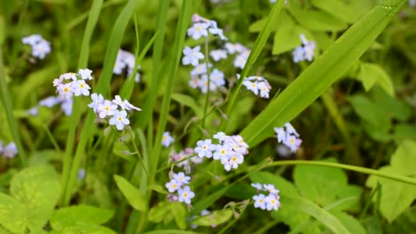 Dimenticami, non fiori sul campo, macchina fotografica statica, movimento del vento. — Video Stock